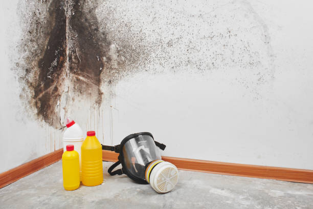 Best Attic Mold Removal  in Galeville, NY