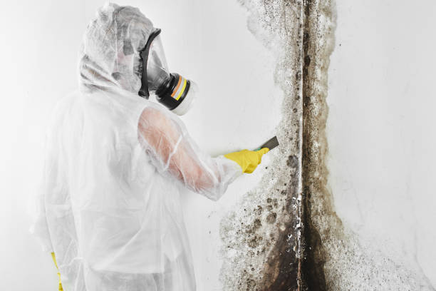 Best Certified Mold Removal  in Galeville, NY