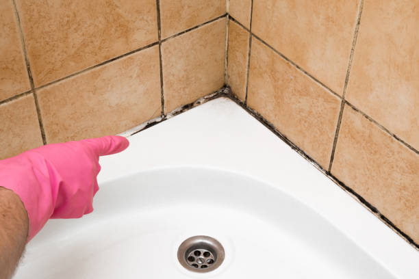 Best Residential Mold Removal  in Galeville, NY